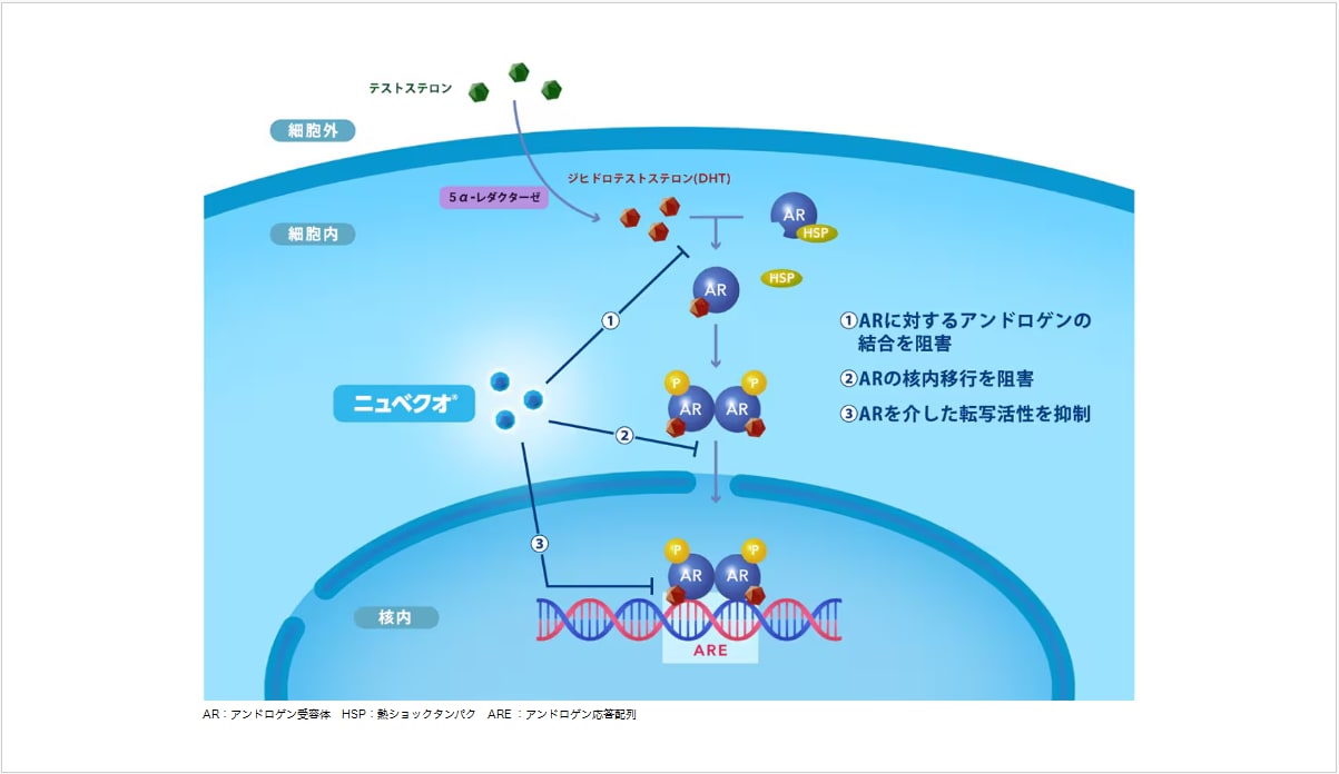 AR：アンドロゲン受容体　HSP：熱ショックタンパク　ARE ：アンドロゲン応答配列