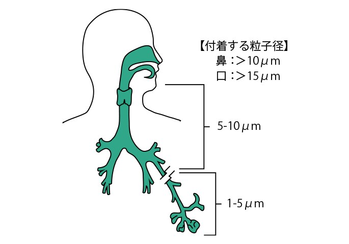 呼吸器系と粒子径の関係
