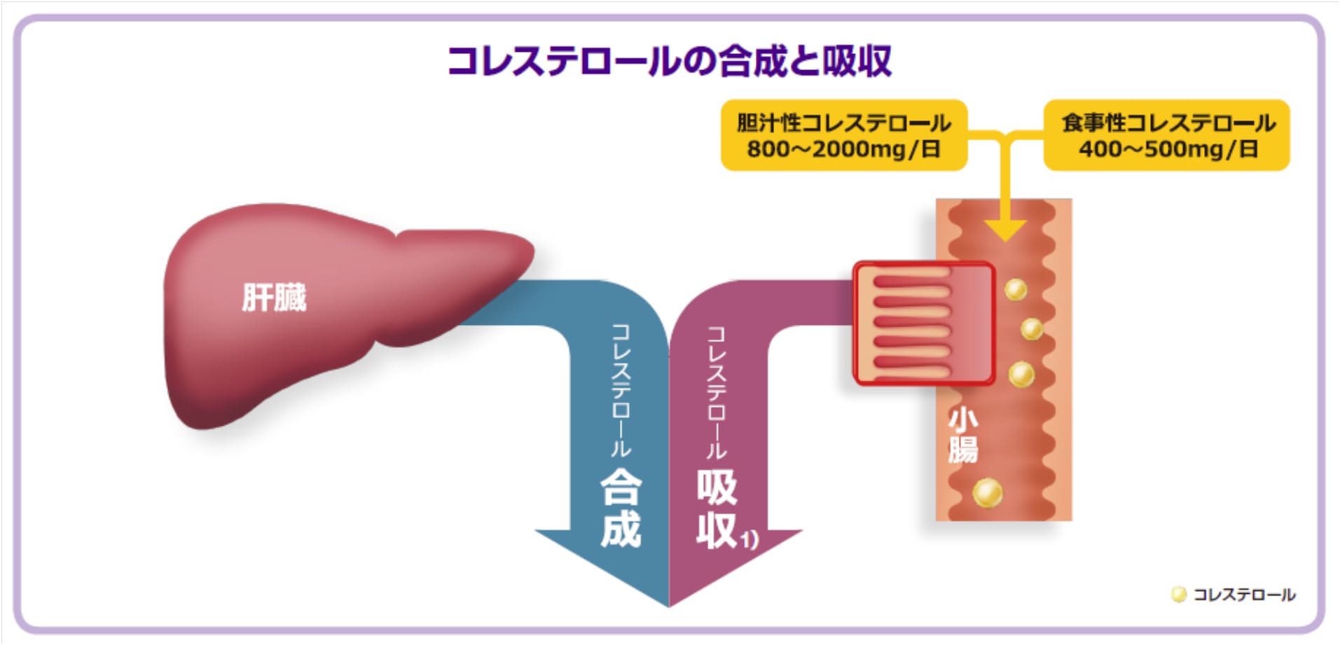 コレステロールの合成と吸収