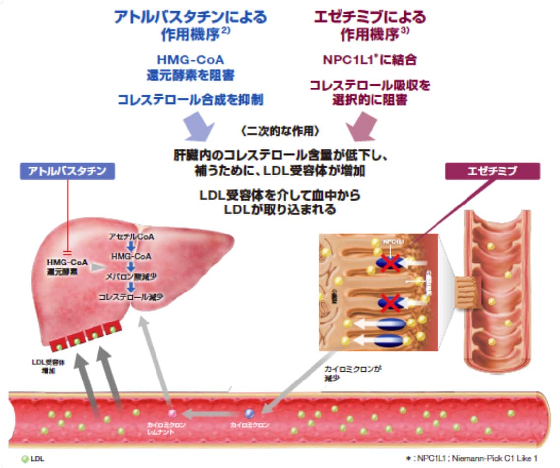 アトルバスタチンとエゼチミブによる作用機序