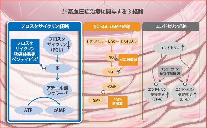 肺高血圧症に対するベンテイビス®の作用機序