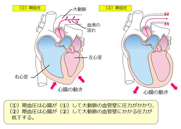 心臓（解剖図）