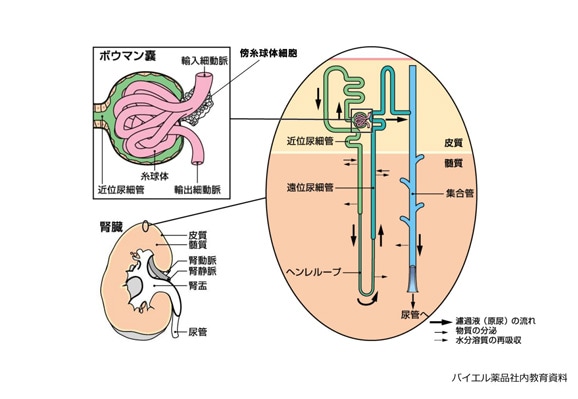 4 腎臓 ネフロン 基礎から学べる循環器疾患講座 解剖 病態編 薬剤師向け情報 アダラート 製品情報 バイエル ファーマ ナビ