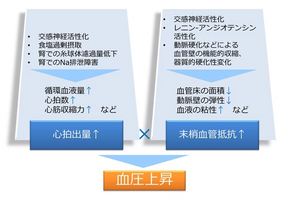 6. 血圧上昇のメカニズム