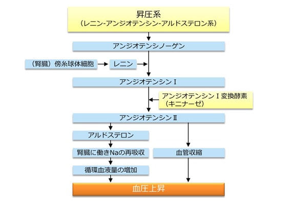 血圧上昇のメカニズム（レニン-アンジオテンシン‐アルドステロン系）