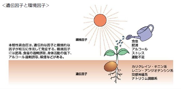 ＜遺伝因子と環境因子＞