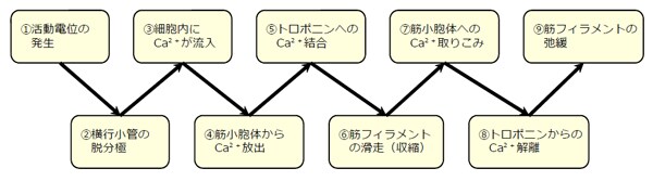 Ca拮抗薬（作用機序）
