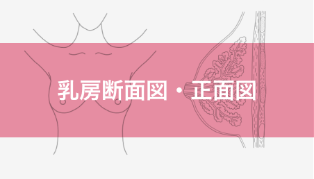 乳房断面図・正面図