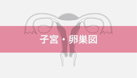 子宮・卵巣図