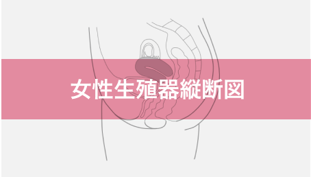 女性生殖器縦断図