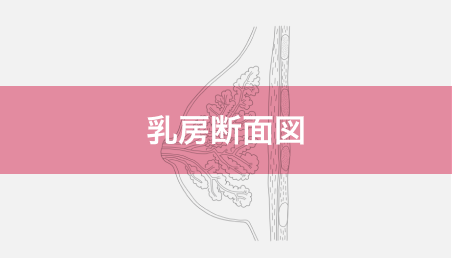 乳房断面図