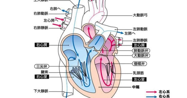 肺静脈図